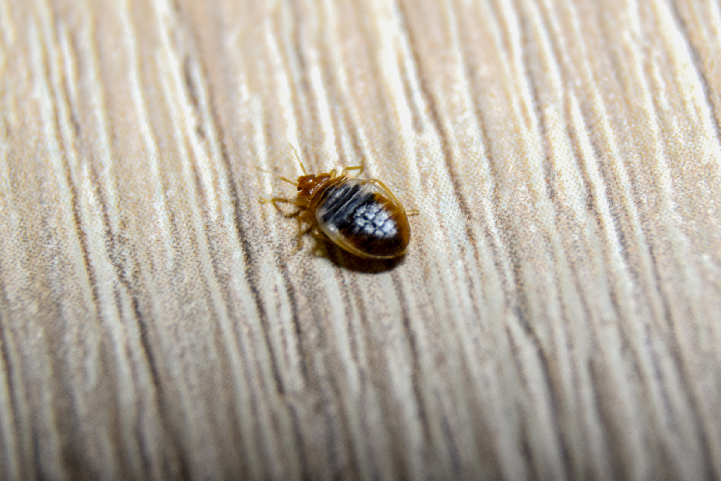 up close picture of a small reddish bedbug