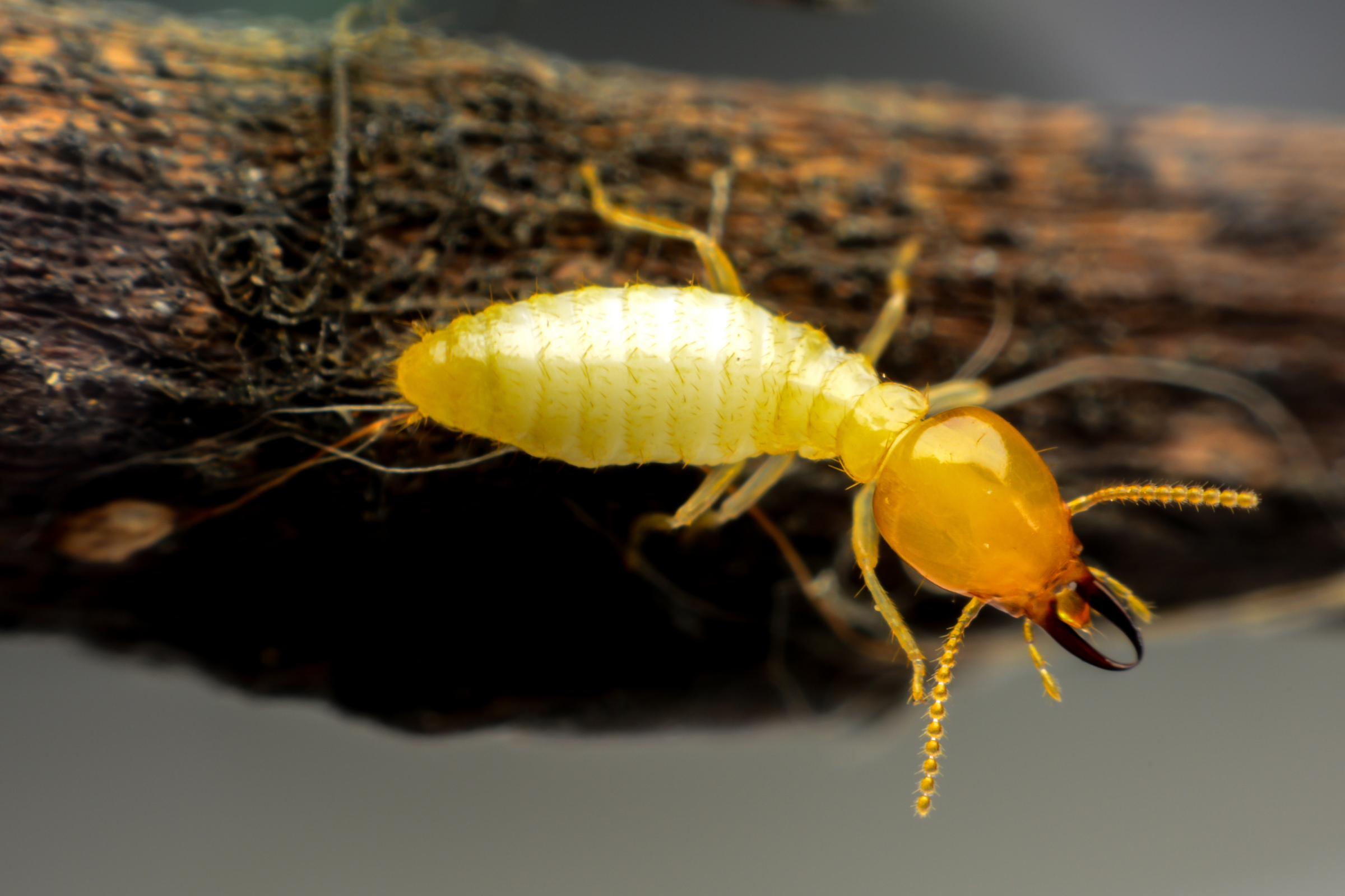 up close picture of a golden termite crawling on wood