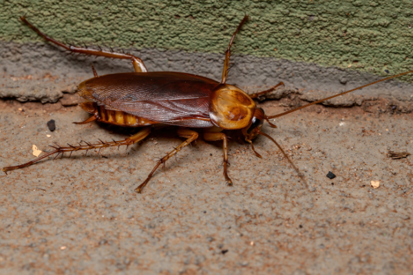 up close photo of american cockroach next to residential foundation