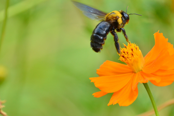 carpenter bee landing on a beautiful slower