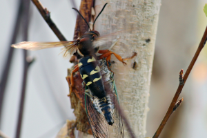 Cicada Killers can be safely removed from your home or yard by eagle best control professionals