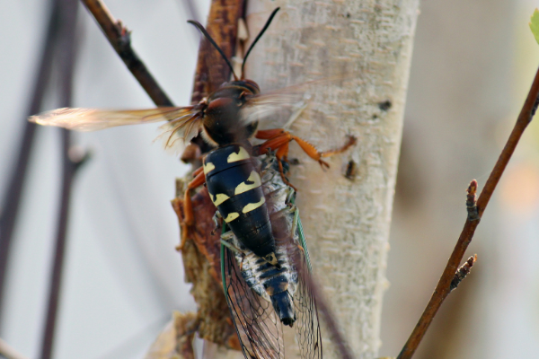 Cicada Killers can be safely removed from your home or yard by eagle best control professionals