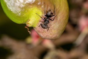 odorous house ants can be removed by eagle eye pest professionals in scituate massachusetts