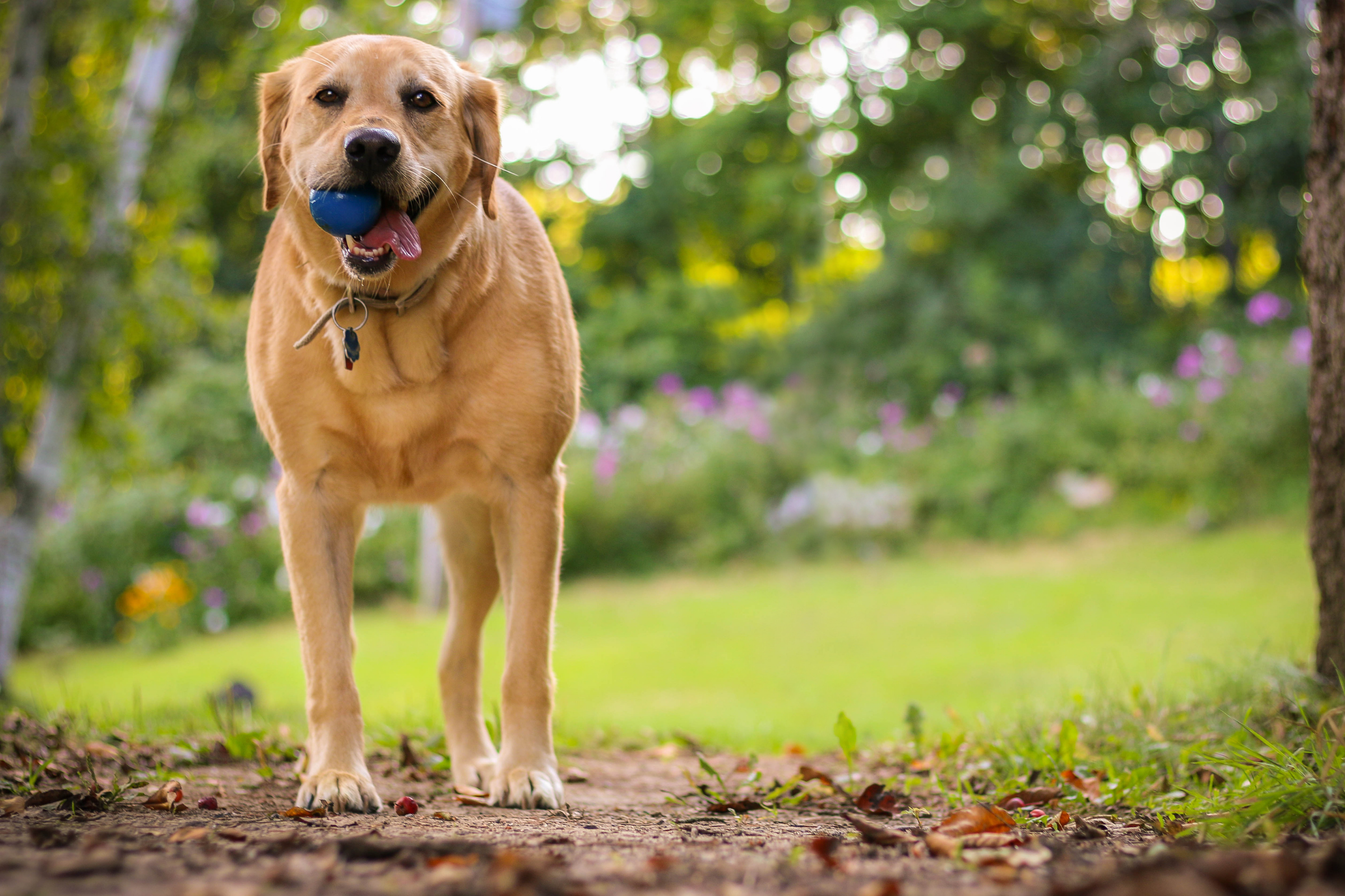yellow lab dog holding ball in mouth in backyard with green grass