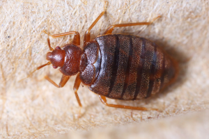 close up of reddish bed bug