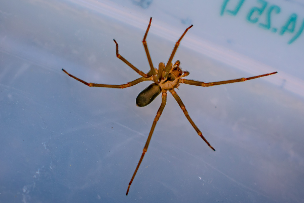brown recluse spiders can be removed in hingham massachusetts