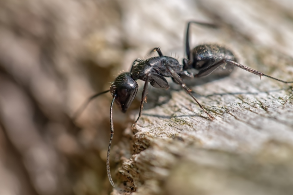 carpenter ants can be removed by eagle eye pest control professionals in hingham massachusetts