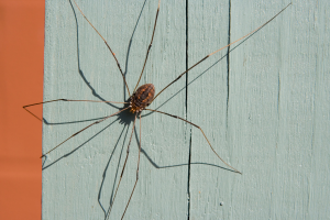 daddy long leg spider perched on an exterior home wall