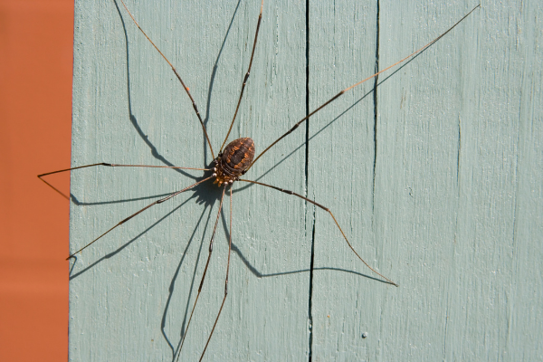 Daddy Longlegs: Two Eyes, Eight Legs, And No Webs