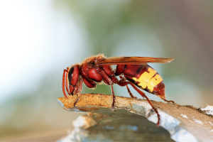 hornets can be safely removed by eagle eye pest control in hanover, massachusetts