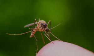 eagle eye pest organic mosquito and tick control treatment services in hull massachusetts