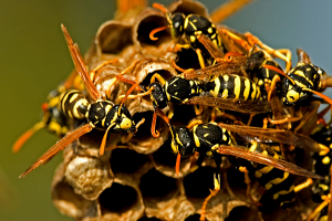 paper wasps can be removed by eagle eye pest control professional in cohasset massachusetts