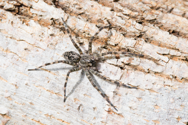 wolf spiders can be removed by eagle eye pest control professionals on cape cod