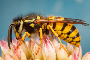 yellow jackets can be removed from homes and offices in quincy, massachusetts