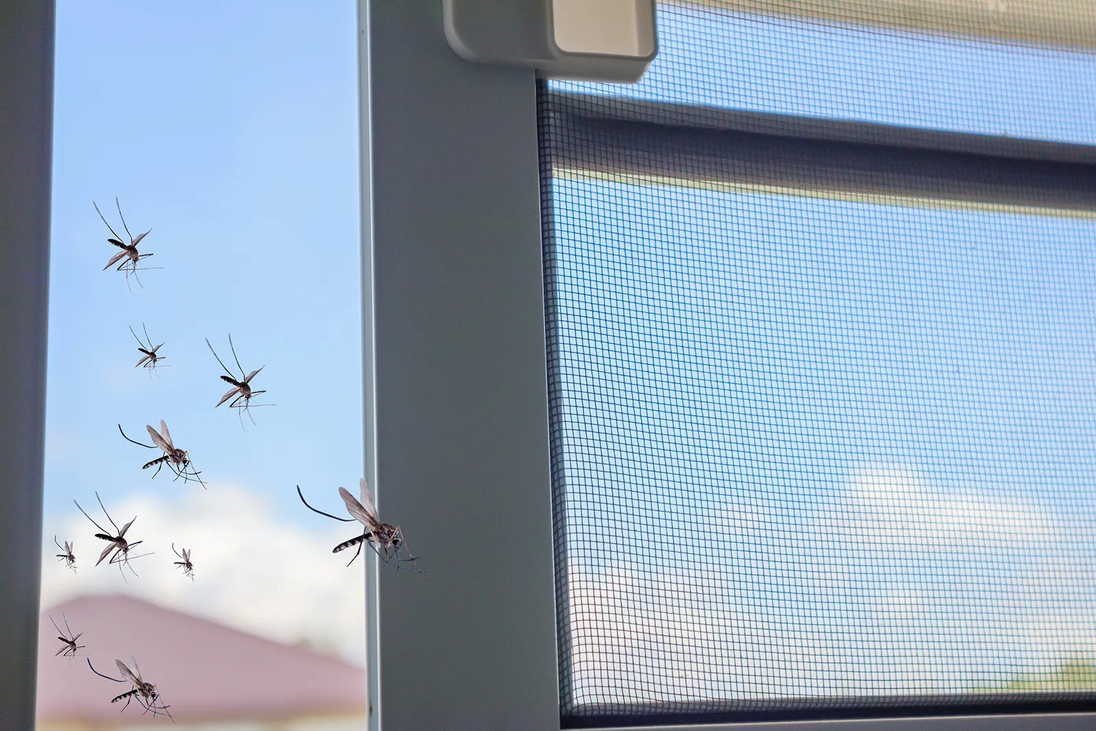 You are currently viewing How Mosquitoes and Ticks Thrive Around Your Home