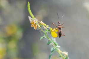 Read more about the article How Professional Pest Control Protects Homes and Businesses