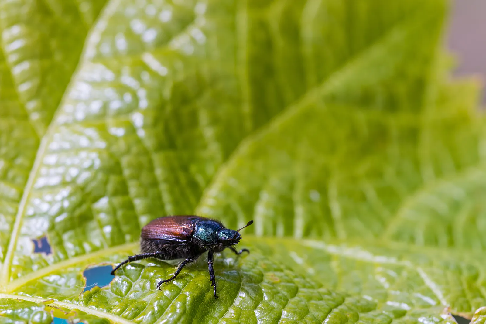 You are currently viewing Seasonal Pest Activity in Massachusetts: What Homeowners Should Know