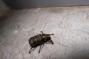 Read more about the article Why DIY Pest Control Often Fails