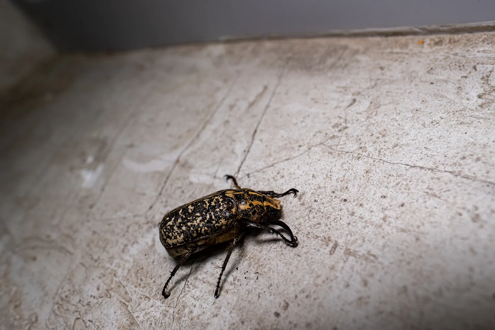 You are currently viewing Why DIY Pest Control Often Fails