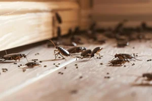 Read more about the article Why Integrated Pest Management (IPM) Is the Best Approach for Your Home
