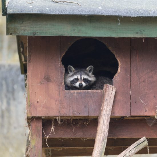 A raccoon sitting in a wooden cage