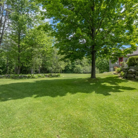 A shadow of a tree in a green garden in the daylight