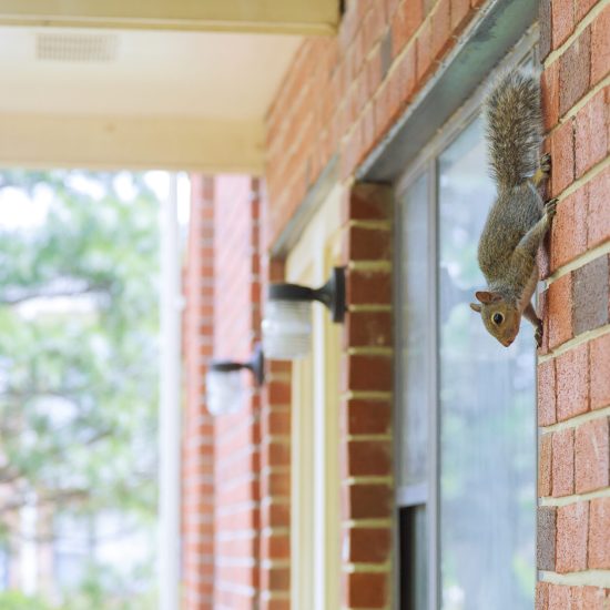 Vertical panning of gray squirrel climbs the wall of the building - view from the window.