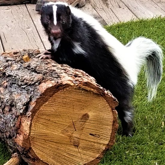 wild-animals-skunk-2026-03-19-05-37-59-utc